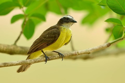 A small bird perched on a branch, surrounded by green leaves, in a relaxed atmosphere: