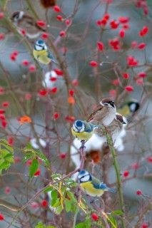 Blue tit, tree sparrow, dog rose, parus caeruleus, passer montanus, pink canina, rosaceae, rose