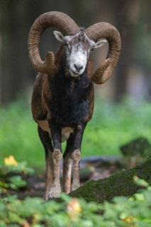 Artiodactyla, even-toed ungulate, mouflon, mouflon, mouflon, ovis gmelini musimon, cloven-hoofed,