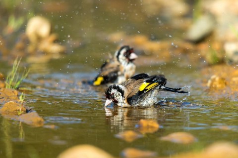 Carduelis carduelis, goldfinch, goldfinch, goldfinch, bath, bird bath, birds, passeri, songbirds,