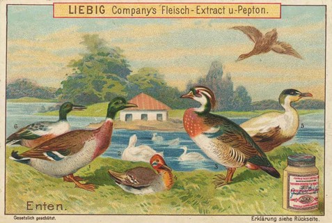 Picture series birds, various types of ducks, including the mallard and the mandarin duck, picture