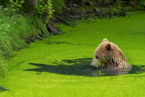 Bathing European brown bear (Ursus arctos) cooling down, chilling in water of pond covered in