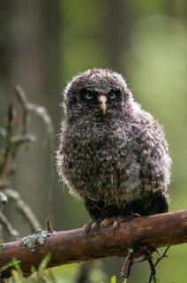 Bearded owl, Finland, Great Grey Owl, Strix nebulosa, birds, owls, adolescent, high size, portrait,