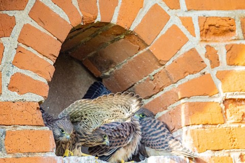 Kestrel (Falco tinnunculus) – Young kestrels in the nest – German