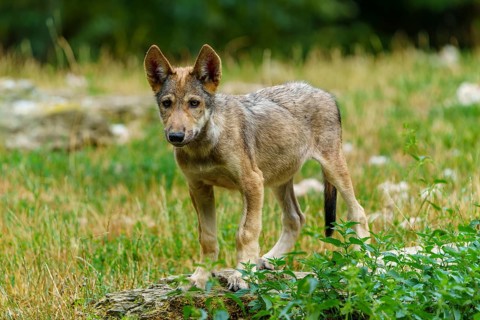 Timberwolf, wolf, American wolf (Canis lupus lycaon), Germany. A young wolf cub stands on a rock in