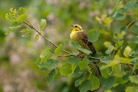 Emberiza citrinella, Yellowhammer, Yellowhammer, birds, song, male, passeri, singing, songbirds,
