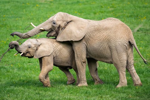 African bush elephant (Loxodonta africana) mother with calf (youngster) standing on a meadow,