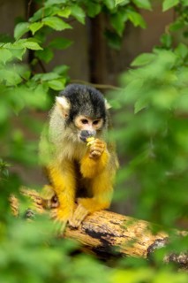 A squirrel monkey is eating something on a tree trunk, surrounded by green leaves, squirrel monkey