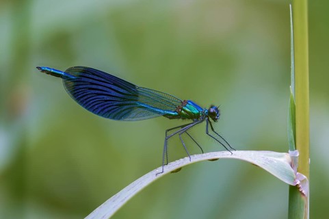 Banded demoiselle, calopteryx splendens, banded dragonfly, damselflies, dragonflies, insects,