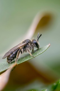 Andrena Minutula group, hymenoptera, sand bee, sand bee spec., earth bee, female, high size,