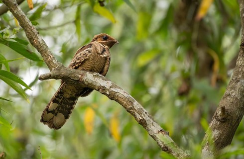 Large-tailed nightjar (Caprimulgus macrurus) on a tree branch, sreepur, Gazipur, bangladesh