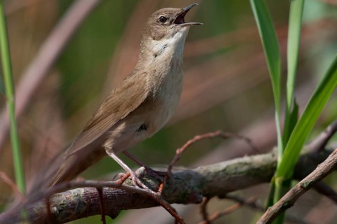 Locustella luscinioides, cane swirl, Savi's warbler, birds, song, passeri, singing, songbirds,