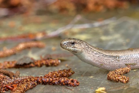 Slow worm (Anguis fragilis), Wilnsdorf, North Rhine-Westphalia, Germany