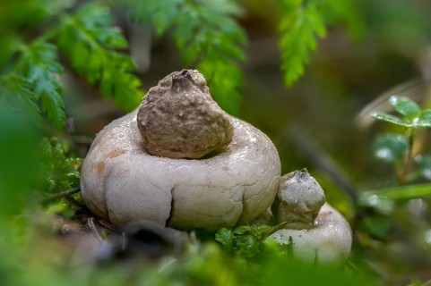 Fringed Earth Star, Geastrum Fimbriatum, Geastrum Sessile, Whirled Earth Star, Fringed Earth Star,