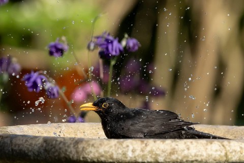 European blackbird (Turdus merula) adult male bird bathing in a garden bird water bath, Suffolk,