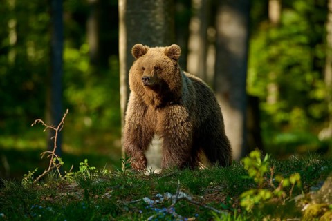 A brown bear stands in a green clearing in a brightly lit forest, European brown bear (Ursus