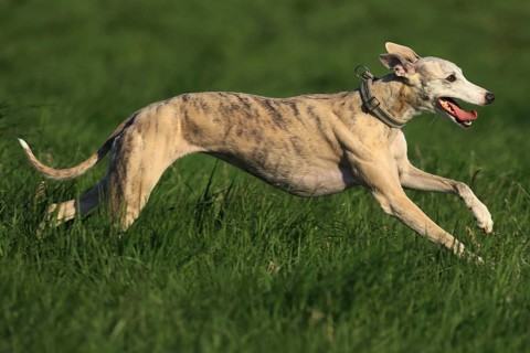 Whippet racing, Whippet running, a Galgo running dynamically across a green meadow in bright