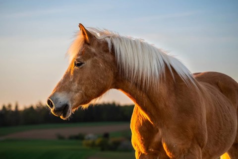 Horse, Haflinger, gelding, portrait, evening sun