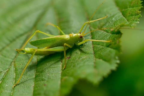 Drumming katydid, oak scare, common oak scare, meconema thalassinum, oak bush cricket,