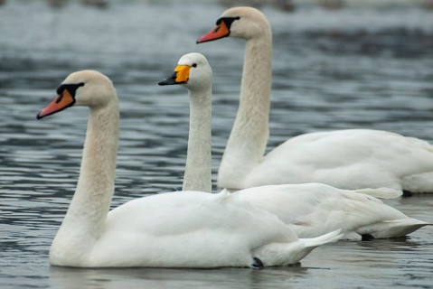 Cygnus cygnus, cygnus olor, mute swan, whooper swan, anatidae, birds, duckbirds, mute swan, swan,