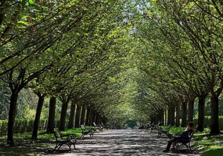 A row of cherry trees, including Japanese flowering cherries (Prunus serrulata), in summer,