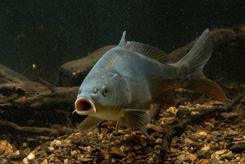 Carp, Cyprinus carpio, carp, fish, fishes, leather carp, pisces, mirror carp