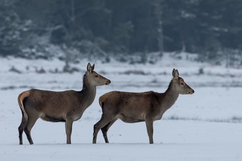 Two red deer (Cervus elaphus) in a meadow in a snow-covered winter landscape, winter, cold, snow,