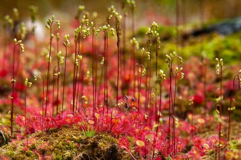 Brosswort, Bullwort, Drosera Rotundifolia, Droseraceae, Lord Spoon, Sky Spoon, Sky Dew, Round Leaf