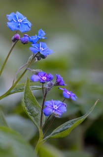 Spring memorial, spring umbilical nut, memorial, large flower umbilical nut, big forget-me-not,