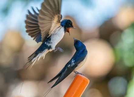 Hirundo rustica, barn swallow, courtship behavior, birds, passeri, swallows, songbirds, songbirds,