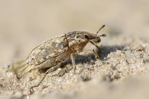 Brandenburg, Curculionidae, Germany, Nabu, Nabu project, national natural heritage, Grünhaus