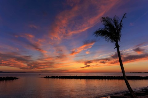 Lanzarote, Canary Islands, Spain, Europe, Playa Blanca, A lonely palm tree in front of a lively