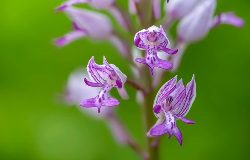 Helmet herb, orchidaceae, orchids, orchids, orchids, orchis militaris, flora, military orchid,