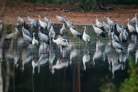 2010, Brandenburg, Crane, Germany, Grus Grus, Crane, Nabu, national natural heritage, natural