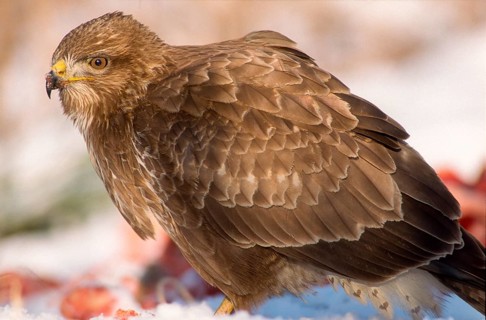 Accipitriformes, Buteo Buteo, Buzzard, Buzzard, Birds of Prey, Raptors, Birds, Birds, Winter