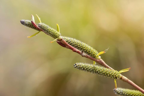 Purple willow, purple willow, salix purpurea, flora, spring, plants, spring