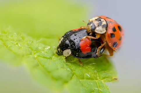 Asian ladybeetle, Asian ladybug, coccinellidae, coccinellinae, harlequin ladybug, harmonia