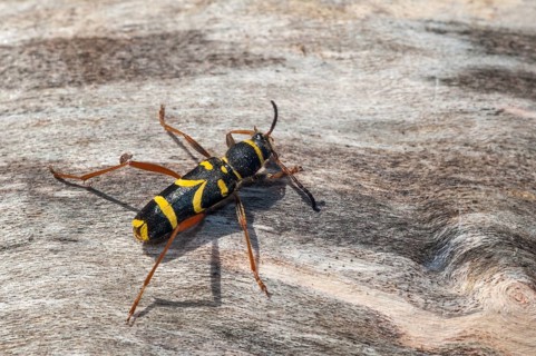 Clytus arietis, common ram ram, ram ram, beetle, longhorn, coleoptera, insects, insects, beetles,