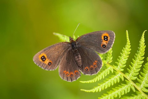 Scotch argos butterfly (Erebia aethiops) adult insect resting on a Bracken leaf, Scotland, United