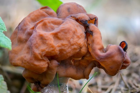 Bishop's cap, bishop's cap lornel, gyromitra infula, cap lornel, saddle-shaped false morel, elf