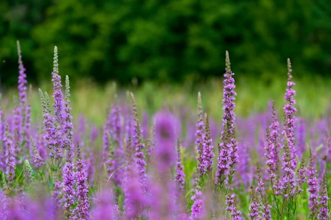Blood willow, lythraceae, lythrum salicaria, willow plants, plants, plants, purple loosestrife,