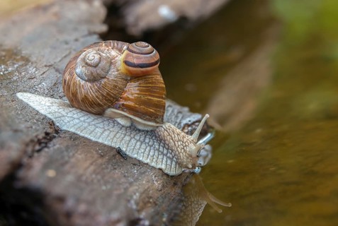 Burgundy snail, banded snails, cepaea, cepaea nemoralis, grove snail, hornworm snail, helicidae,