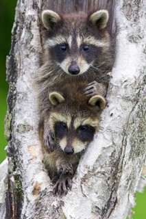 Raccoon (Procyon lotor), Minnesota, USA. Two young raccoons peer cautiously out from a tree trunk