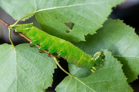 Birch moth, endromis versicolora, kentish glory, butterfly, camouflage, inchworm, insects, moths,