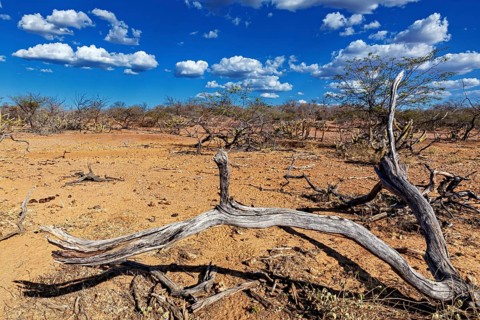 Withered wood in a dry desert landscape under a clear sky with clouds, the thornshrub savanna in
