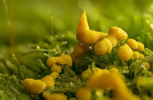 Eumycetozoa, yellow egg slime mold, lignydium virescens, mycetozoa, physarum ditmarii, physarum