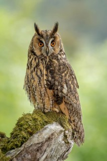 Close-up of a long-eared owl with bright orange eyes perched on a branch, long-eared owl (Asio