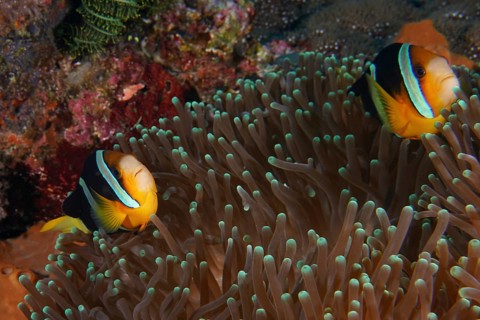 Two clownfish, Clark's anemonefish (Amphiprion clarkii), sheltered amongst the tentacles of a sea