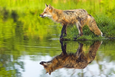 Red fox (Vulpes vulpes), Minnesota, USA, a fox by the water with its reflection in a still pond,