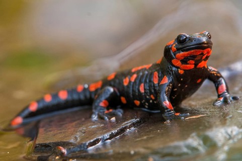 Fire salamander, salamandra salamandra, amphibians, amphibians, caudata, amphibians, amphibians,
